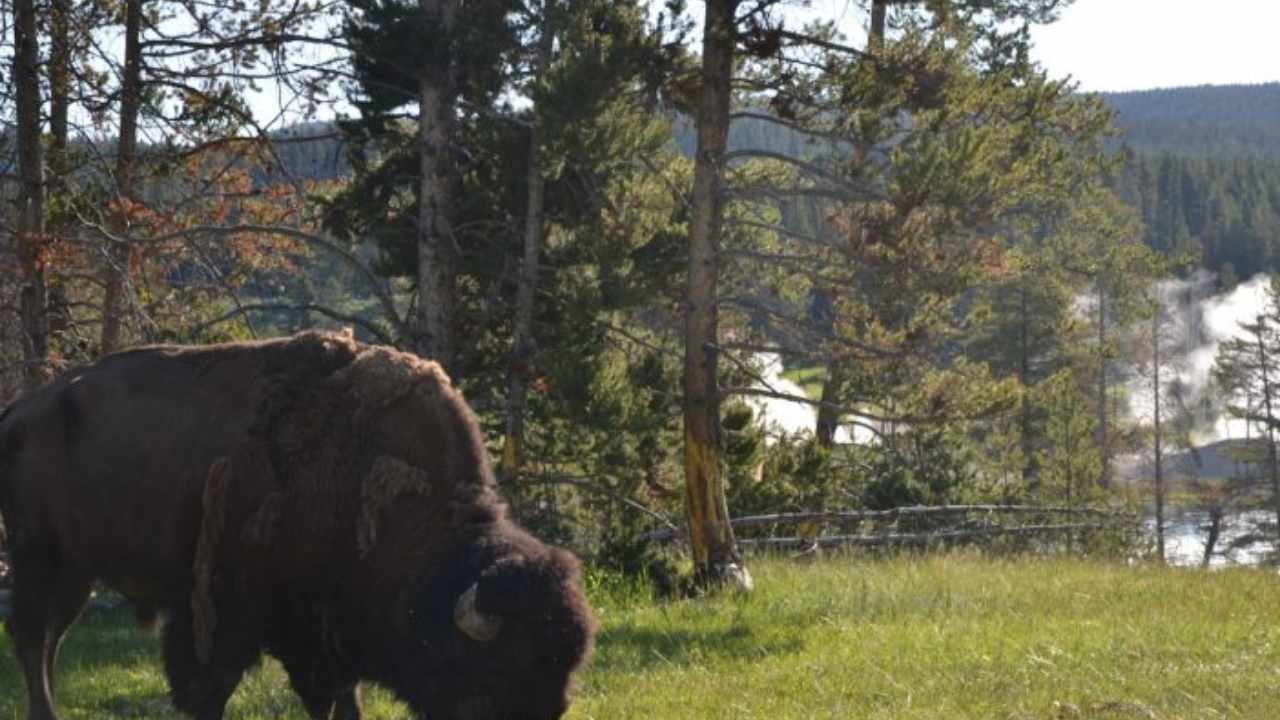 parco yellowstone (web source)